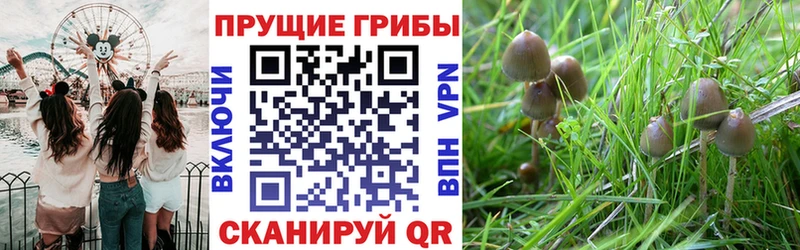 Купить закладки  Кудымкар  Псилоцибиновые грибы мицелий 